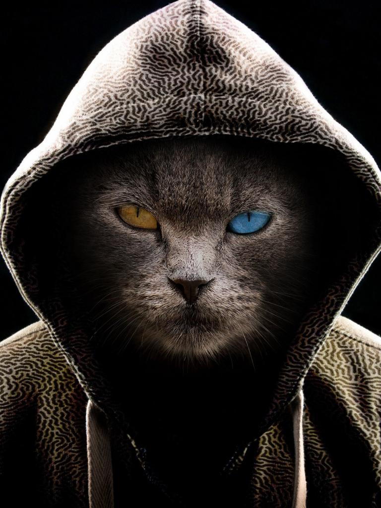 Мартовский Кот