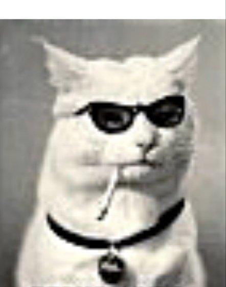 Кошечка Оля