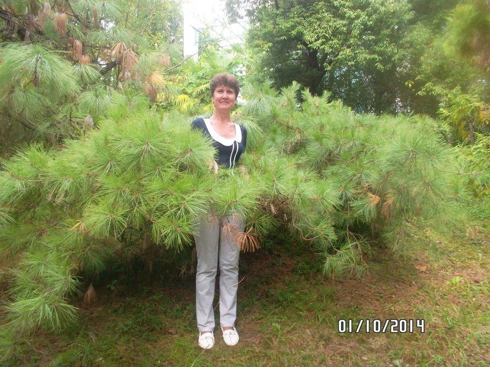 Светла-ночка